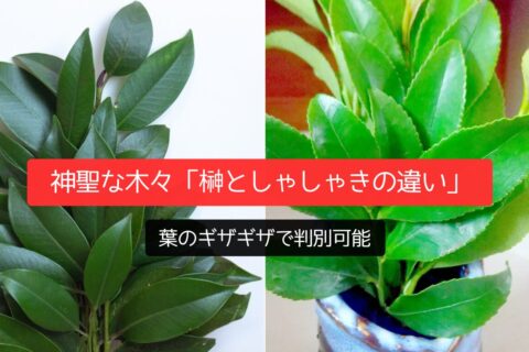 神聖な木々「榊としゃしゃきの違い」葉のギザギザで判別可能