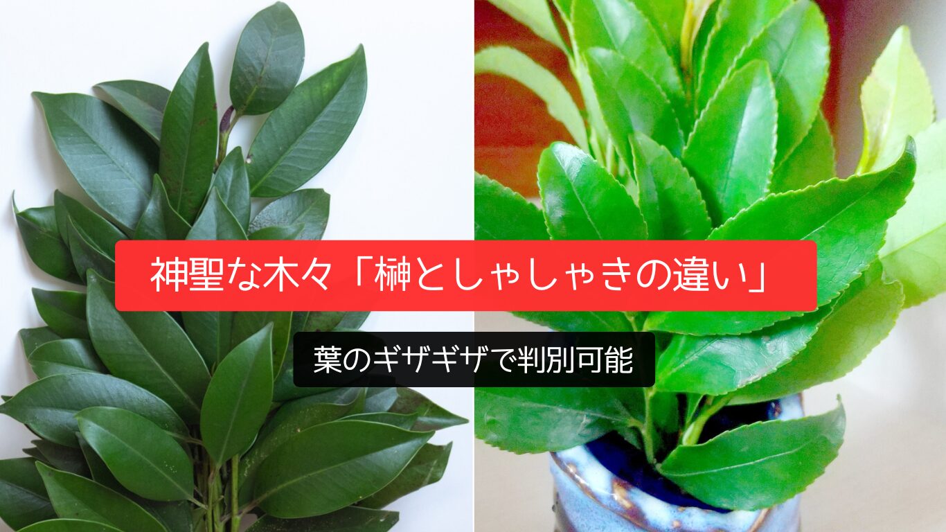 神聖な木々「榊としゃしゃきの違い」葉のギザギザで判別可能