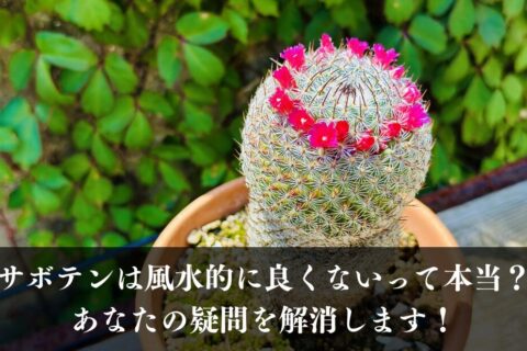 サボテンは風水的に良くないって本当？あなたの疑問を解消します