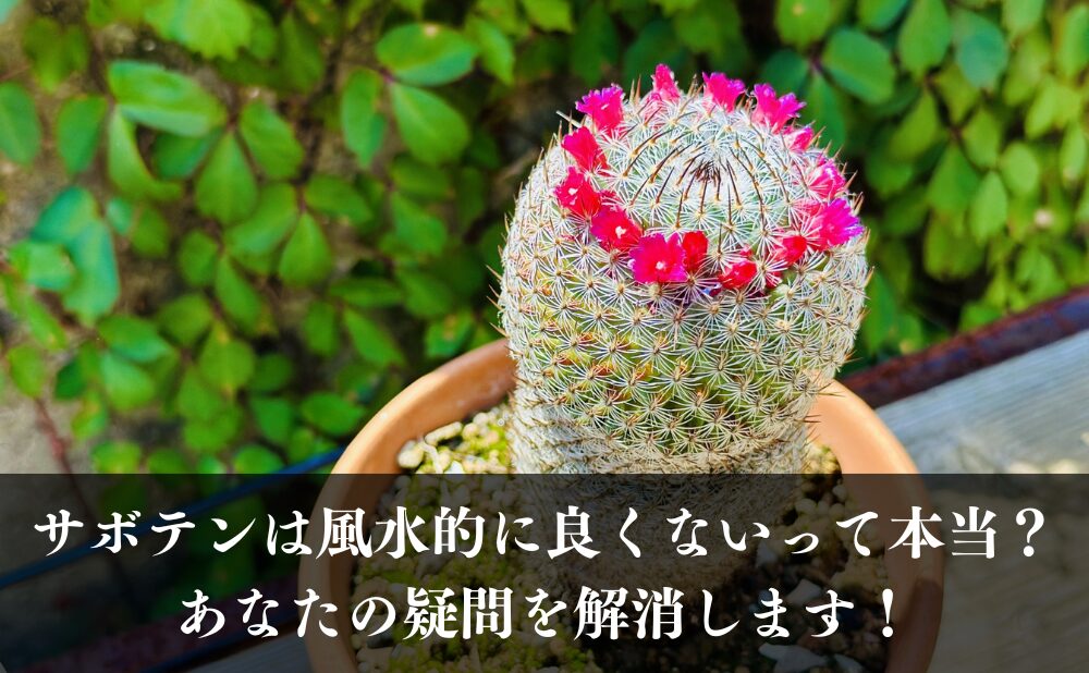 サボテンは風水的に良くないって本当?あなたの疑問を解消します