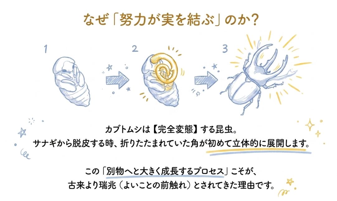 完全変態と「努力が実を結ぶ」スピリチュアルの根拠